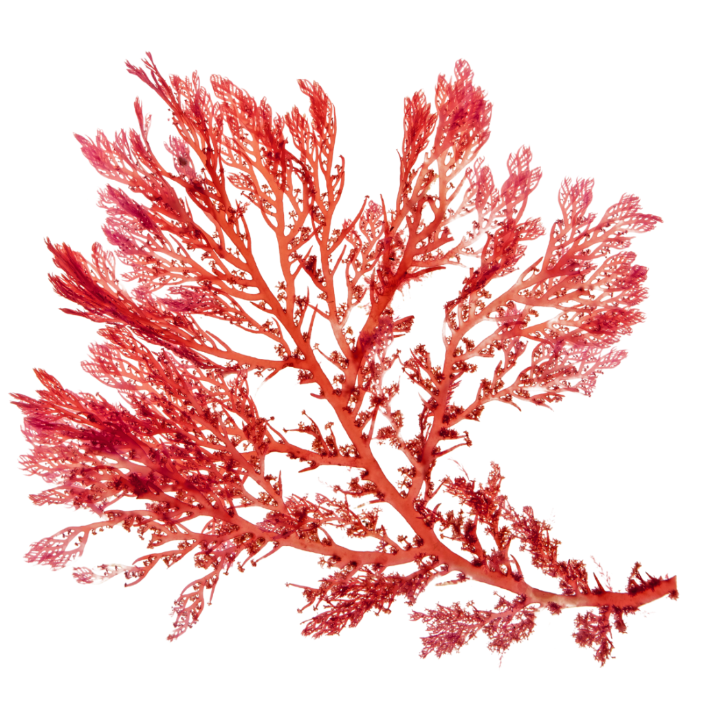 Czerwone algi Nori